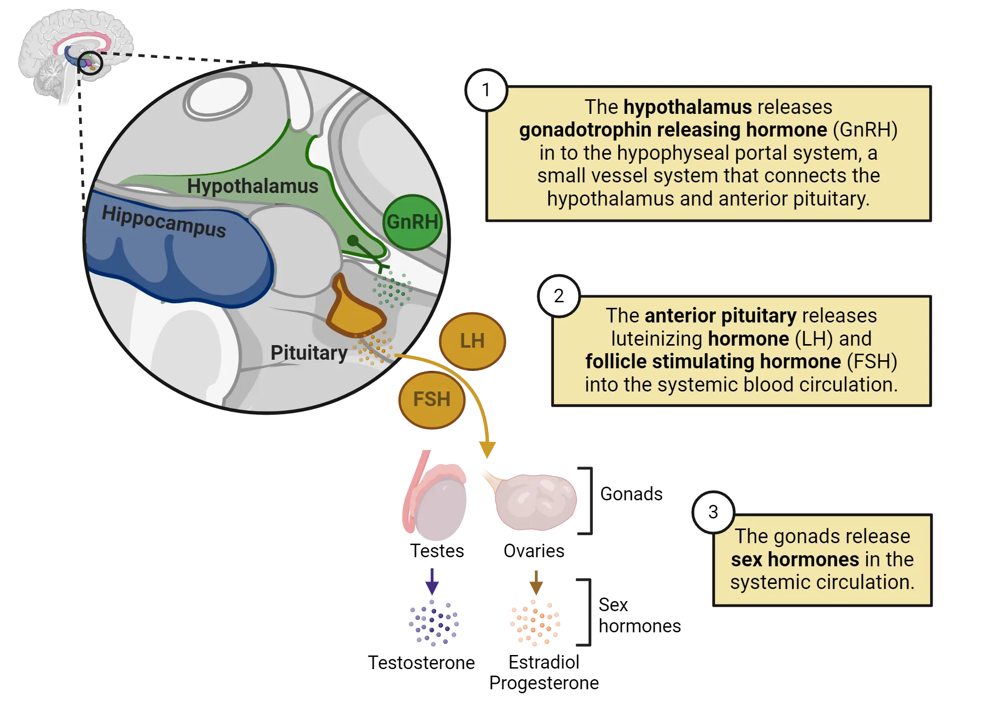 Diagram of the HPG axis and its signaling components. 1) The hypothalamus releases gonadotrophin releasing hormone (GnRH) in to the hypophyseal portal system, a small vessel system that connects the hypothalamus and anterior pituitary. 2) The anterior pituitary releases luteinizing hormone (LH) and follicle stimulating hormone (FSH) into the systemic blood circulation. 3) The gonads release sex hormones in the systemic circulation.