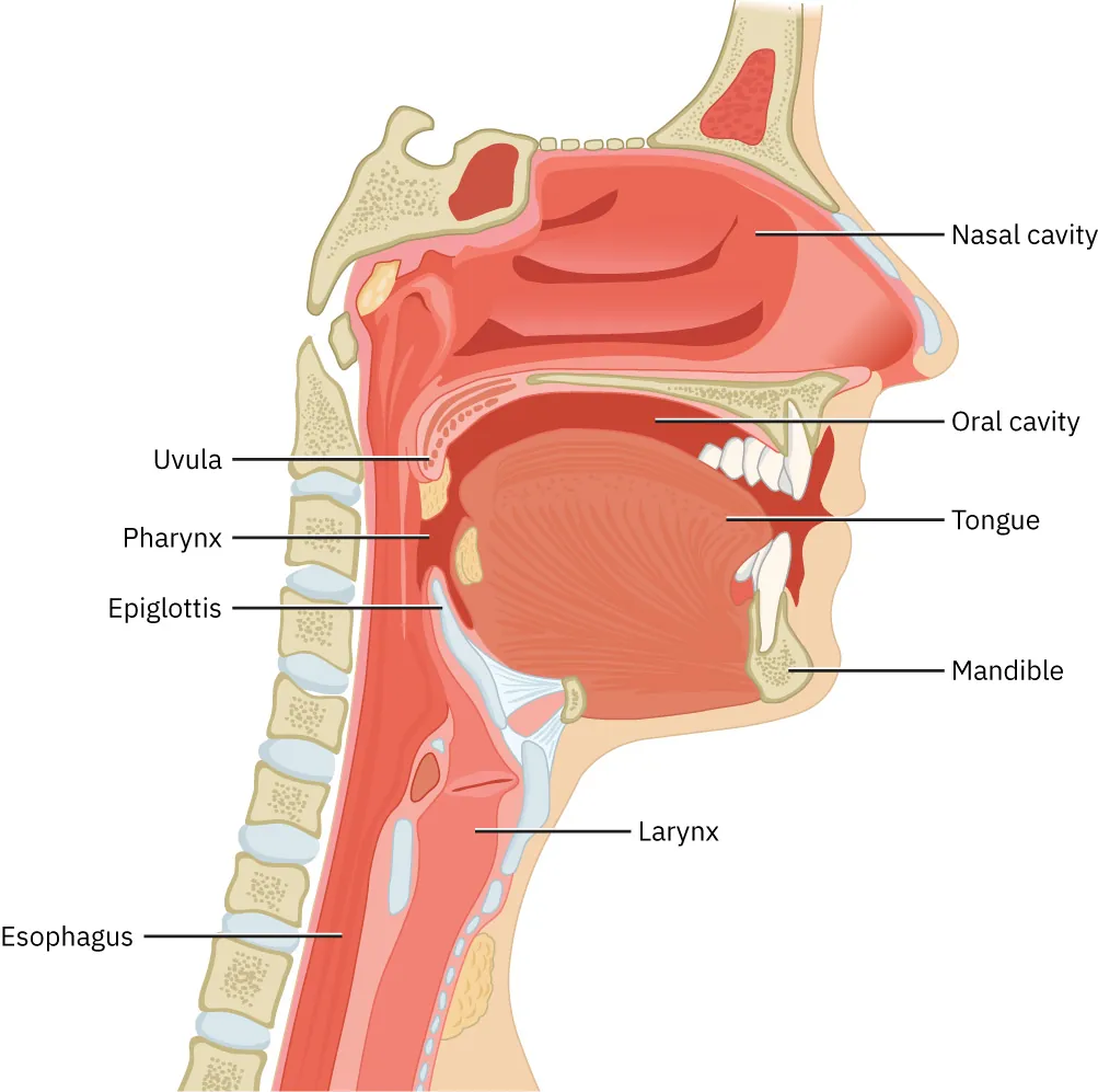 Illustration of mouth and throat, with labels for Nasal cavity, Oral cavity, Tongue, Mandible, Uvula, Pharynx, Epiglottis, Larynx, and Esophagus.