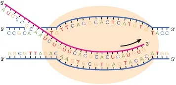 Double stranded DNA showing a bubble and the copying of a nucleic acid polymer in the 5' to 3' direction. The nucleic acid polymer contains the sequence UAGCGCUGUACC.