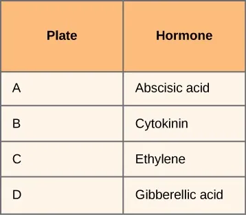 Table with two columns and five rows. Top, left header reads: Plate. Top, right header reads: Hormone. Second row, left cell reads: A. Second row, right cell reads: Abscisic acid. Third row, left cell reads: B. Third row, right cell reads: Cytokinin. Fourth row, left cell reads: C. Fourth row, right cell reads: Ethylene. Fifth row, left cell reads: D. Fifth row, right cell reads: Gibberellic acid.
