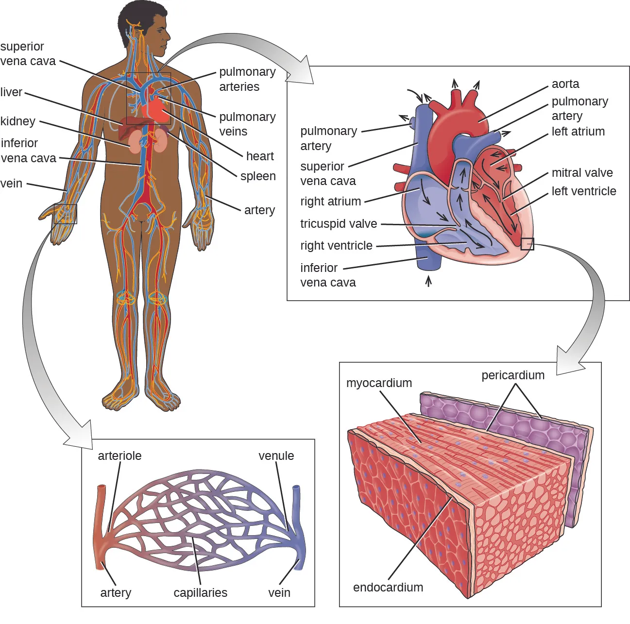 a) Diagram of the circulatory system. Blood from the lower part of the body travels to the heart in the inferior vena cava. Blood from the upper part of the body travels to the heart in the superior vena cava. The pulmonary artery travels from the heart to the lungs and the pulmonary vein travels from the lungs to the heart. B) A diagram of the heart showing the flow of blood. Beginning in the superior and inferior vena cavas, blood travels to the right atrium, through the tricuspid valve, to the right ventricle and out the pulmonary artery. The image does not follow the pulmonary artery. From the pulmonary vein blood travels to the left atrium, through the mitral valve, to the left ventricle and out the aorta.  C) The layers of the heart. The Pericardium is the outer layer. The myocardium is the thick middle layer. The endocardium is the inner layer.