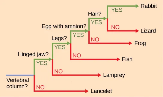 The ladder-like phylogenetic tree starts with a trunk at the left. A question next to the trunk asks whether a vertebral column is present. If the answer is no, a branch leads downward to lancelet. If the answer is yes, a branch leads upward to another question: is a hinged jaw present? If the answer is no, a branch leads downward to lamprey. If the answer is yes, a branch leads upward to another question: are legs present? If the answer is no, a branch leads downward to fish. If the answer is yes, a branch leads upward to another question: does the egg have amnion? If the answer is no, the branch leads downward to frog. If the answer is yes, the branch leads upward to another question: is hair present? If the answer is no, the branch leads downward to lizard. If the answer is yes, the branch leads upward to rabbit.
