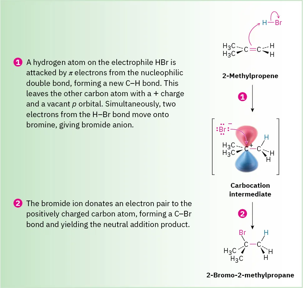 A 2-step reaction mechanism shows 2-methylpropene's double bond electrons abstracting a hydrogen from hydrogen bromide to form 2-bromo-2-methylpropane via a carbocation.