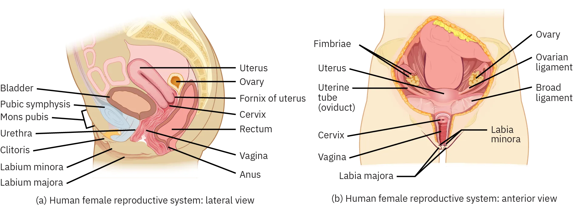 This diagram shows the structure and the different organs in the female reproductive system. The top panel shows the lateral view and the bottom panel shows the anterior view. The major parts are labeled. In the lateral view, the clitoris, labium minora, labia majora, and mons pubis are external. The urethra leads to the bladder. The pubic symphasis is in front of the bladder. The vagina is a canal like structure that leads to the cervix. The fornix of uterus is the part of the uterus near the cervix. The anus is to the rear of the vagina; it leads to the rectum. Ovaries are positioned between the rectum and uterus. In the anterior view, the labia minora and labia majora are external. The vagina is internal and leads to the cervix, which leads to the uterus. An ovary is shown on both sides of the uterus. Fimbriae, ovarian ligaments, and uterine tubes connect the ovaries to the uterus. The borad ligament surrounds the cervix near the uterus.