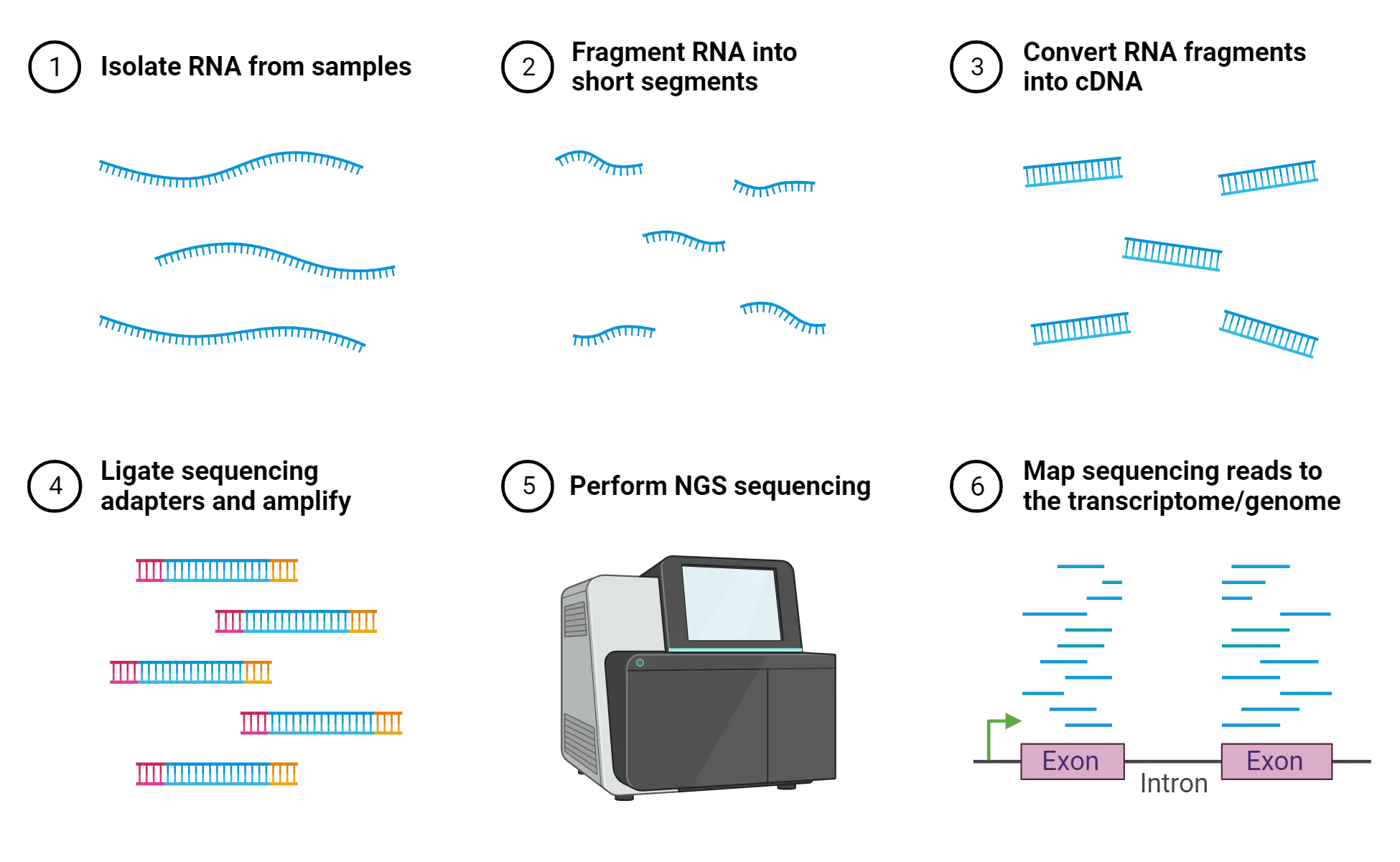 A diagram of the steps in RNA sequencing. 1) Isolate RNA from samples. 2) Fragment RNA into short segments. 3) Convert RNA fragments into cDNA. 4) Ligate sequencing adapters and amplify. 5) Perform NGS sequencing. 6) Mao sequencing reads to the transcriptome/genome.