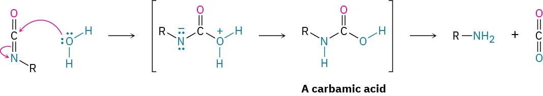 A carbonyl compound reacts with water having two lone pairs on oxygen to form an intermediate that leads to carbamic acid. This leads to two products, amine and carbon dioxide.