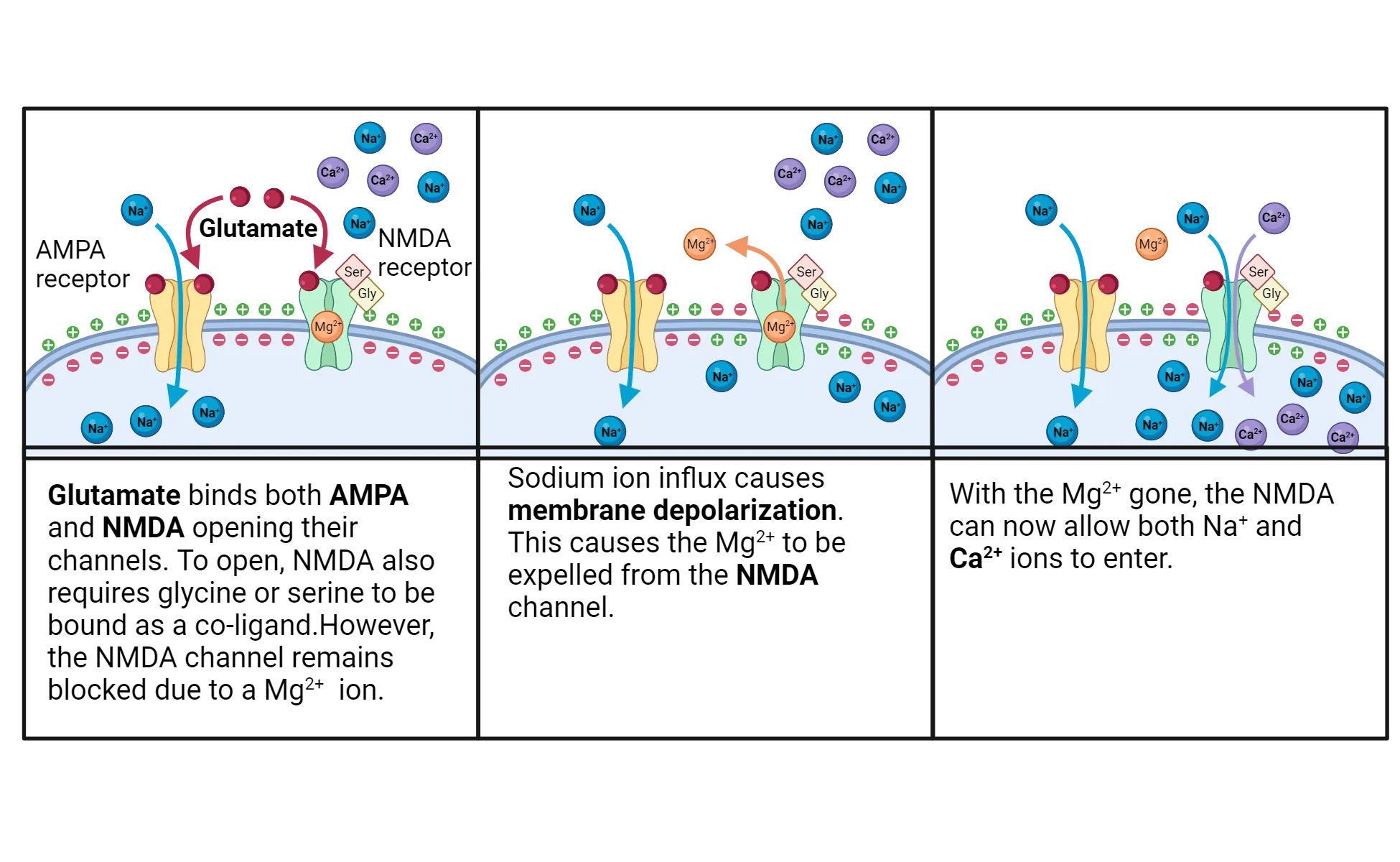 Three-part diagram. 1) Diagram of a cell membrane with 2 ionotropic receptors embedded: AMPA and NMDA. Outside the cell, Na+ and Ca2+ are abundant and the outside membrane has positive charges (inside membrane has negative). Glutamate is bound to both channels but only AMPA is open, with Na+ flowing in. NMDA has a Mg2+ in the middle of the ion pore. 2) Membrane near the NMDA channel is now positive inside, negative outside and the Mg2+ is shown leaving the NMDA ion pore. 3) Na+ and Ca2+ now flow in to the cell through the open NMDA channel.
