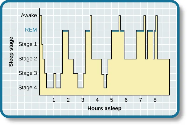 This is a hypnogram showing the transitions of the sleep cycle during a typical eight hour period of sleep. During the first hour, the person goes through stages 1,2,3 and ends at 4. In the second hour, sleep oscillates between 3 and 4 before attaining a 30-minute period of REM sleep. The third hour follows the same pattern as the second, but ends with a brief awake period. The fourth hour follows a similar pattern as the third, with a slightly longer REM stage. In the fifth hour, stages 3 and 4 are no longer reached. The sleep stages are fluctuating from 2, to 1, to REM, to awake, and then they repeat with shortening intervals until the end of the eighth hour when the person awakens.