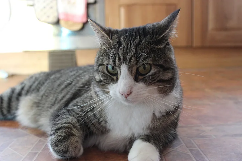 A lounging domestic cat looks directly at the viewer.