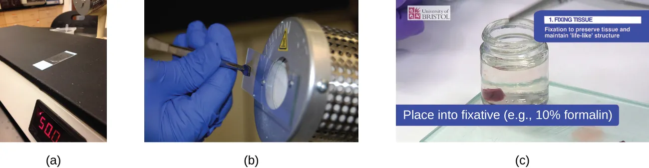 Photograph a shows a slide sitting on a flat heating surface. Photograph b shows a person holding a slide in front of a heated metal cylinder. Photograph c shows a bit of tissue in a container of clear liquid. Caption reads Fixing tissue: fixation to preserve tissue and maintain life-like structure; place into fixative (eg 10% formalin).