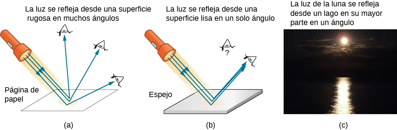 La figura a muestra los rayos de luz de una linterna que caen sobre una hoja de papel. La luz se refleja en muchos ángulos ya que la superficie es rugosa. La luz reflejada llega a los ojos situados en varios lugares. La figura b muestra los rayos de luz de una linterna que inciden sobre el espejo. Toda la luz se refleja en el mismo ángulo, dado que la superficie es lisa. La luz reflejada solo llega a un ojo que esté en una posición en la que el rayo reflejado llegue a él. Un observador que no esté en el ángulo de la luz reflejada no la ve. La figura c muestra una fotografía de la luz de la luna que incide sobre un lago. La superficie brillante del lago la refleja. Una franja brillante y ligeramente ondulada de luz de luna se ve reflejada en el lago sobre un fondo oscuro.