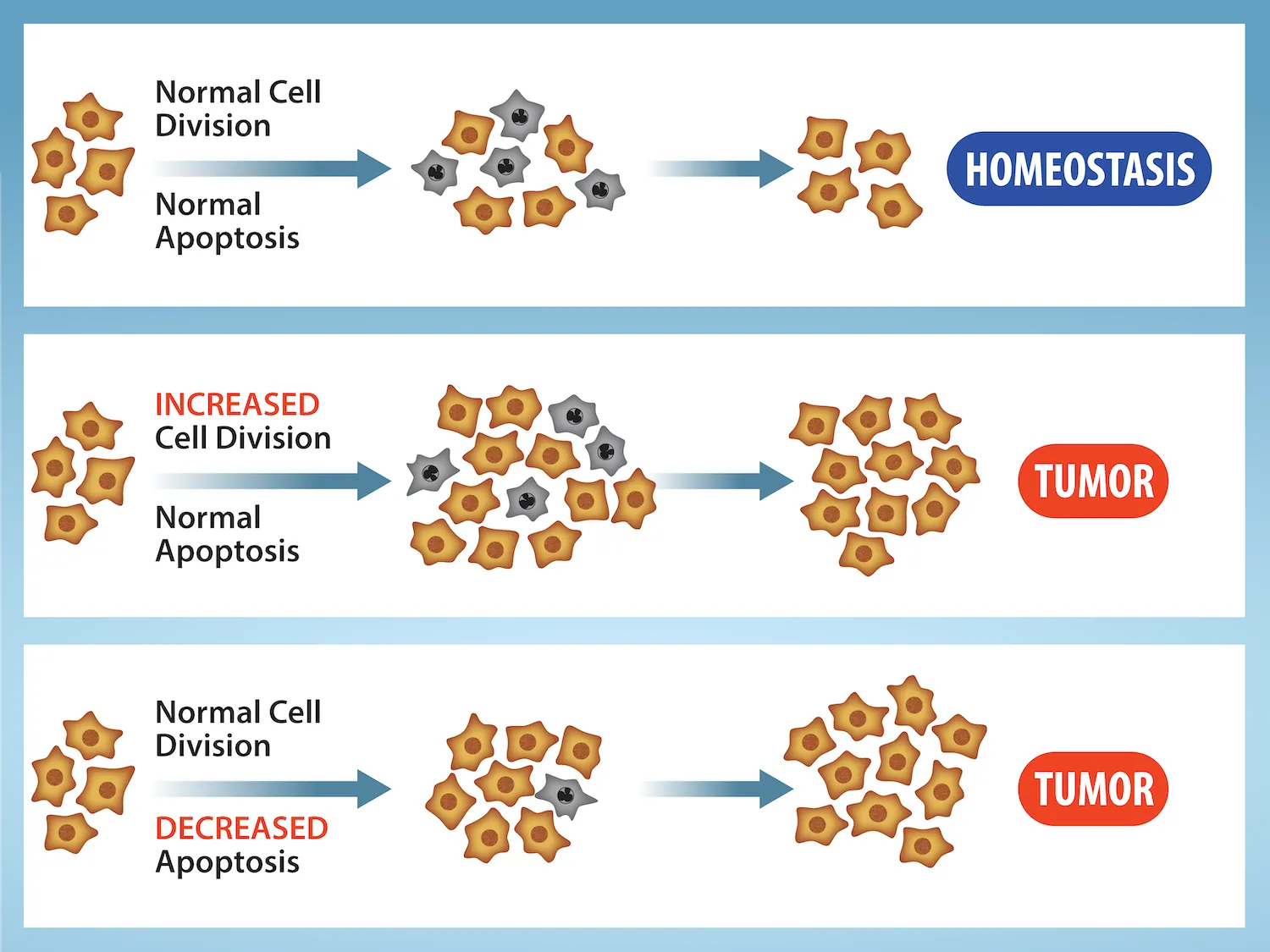 Three situations are shown. In the first, normal cell division and normal apoptosis creates a balance between the number of new cells and the number of cell deaths, resulting in a stable number of cells and homeostasis. In the second, increased cell division and normal apoptosis results in an increased number of cells and a tumor. In the third, normal cell division and decreased apoptosis results in an increased number of cells and a tumor.