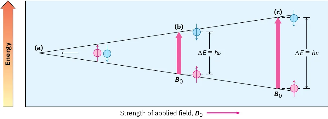 Energy diagram shows as the strength of applied (upward) field increases, energy difference between blue (downward arrow) sphere and red (upward arrow) sphere increases.