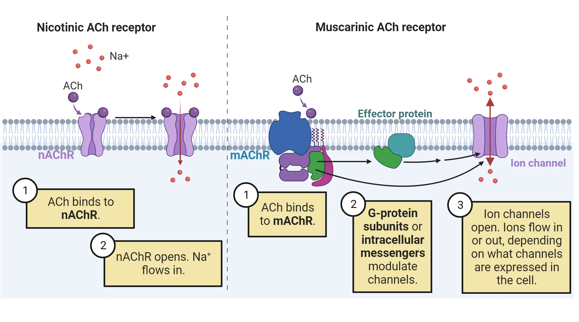 Two-part diagram. 1) Diagram of a cell membrane with ionotropic receptors in it. ACh is shown binding to a closed receptor, leading to an open receptor. Na+ is shown flowing through the open receptor into the cell. 2) Diagram of a cell membrane with G protein coupled receptor in it. It is binding to ACh. The activated G protein is opening a nearby ion channel and ions are shown moving in or out of the cell.