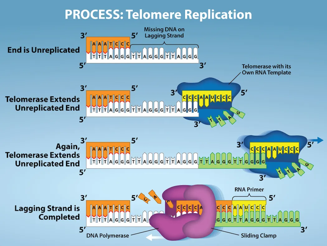 The process of Telomere Replication is shown. The starting image has an unreplicated end, and is missing DNA on the lagging strang.  Telomerase has an associated R N A that complements the 5 prime overhang at the end of the chromosome, creating an extension of the unreplicated end. The R N A template is used to synthesize the complementary strand, and telomerase again extends the unreplicated end. Telomerase then shifts, and the process is repeated. Next, primase and D N A polymerase synthesize the rest of the complementary strand. And the lagging strand is completed.