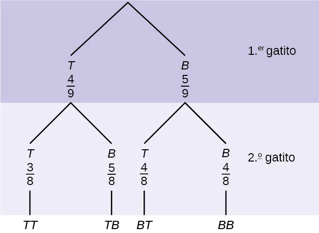 Este es un diagrama de árbol con ramas que muestran las probabilidades de elección de los gatitos. La primera rama muestra dos líneas: T 4/9 y B 5/9. La segunda rama tiene un conjunto de 2 líneas por cada línea de la primera rama. Por debajo de T 4/9 están T 3/8 y B 5/8. Por debajo de B 5/9 están T 4/8 y B 4/8. Multiplique a lo largo de cada línea para hallar las probabilidades de las posibles combinaciones.