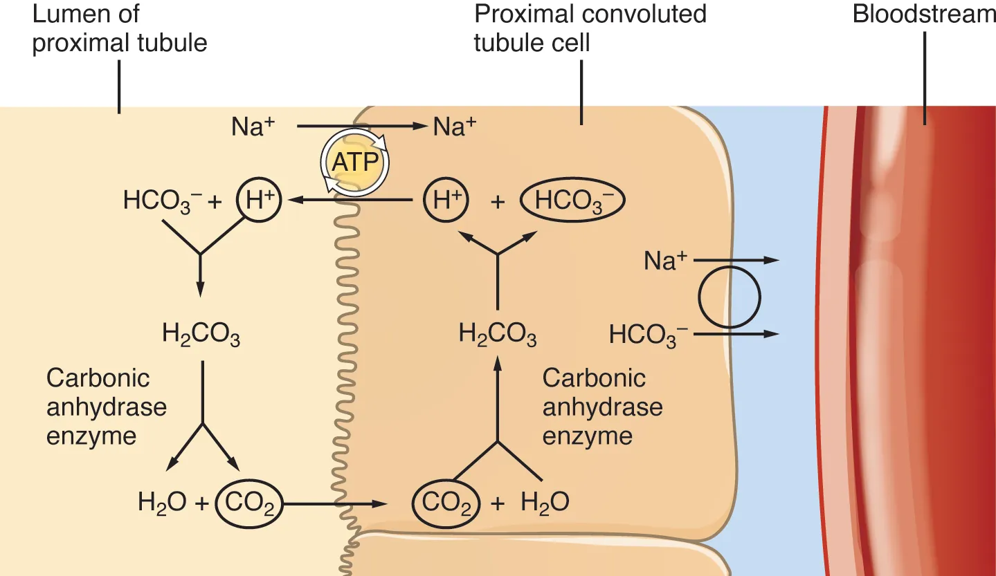 This diagram shows the process of reabsorption of bicarbonate by the proximal collecting tubule.