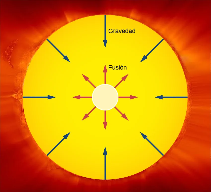 La figura muestra el Sol como un círculo y el núcleo solar como un círculo concéntrico más pequeño dentro de él. Las flechas marcadas con la palabra fusión irradian hacia el exterior desde el núcleo. Las flechas marcadas como gravedad irradian hacia el interior desde la superficie.