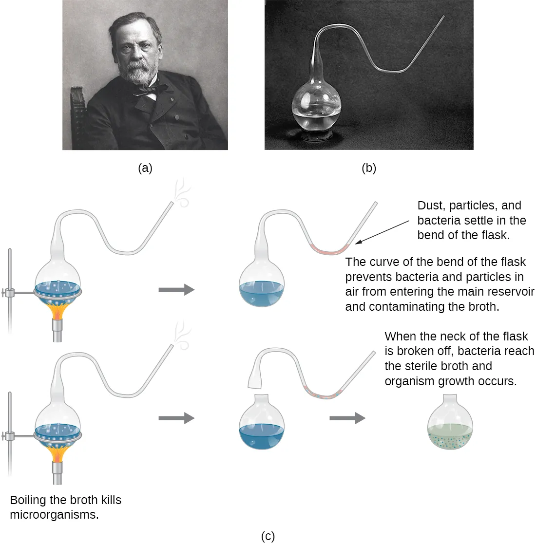 a) Photo of Louis Pasteur b) Photo of Pasteur’s flask – a round flask that is only opened to the outside through a long S-shaped tube. c) A drawing of Pasteur’s experiment. The top diagram shows the swan-neck flask from (b) containing broth that is being boiled to kill microorganisms in the broth. Dust, particles, and bacteria settle in the bend of the flask. After the boiling process the cooled flask remains sterile because the curve of the bend of the flask prevents bacteria and particles in air from entering the main reservoir and contaminating the broth. So, no contamination occurs. The bottom diagram shows the same flask being boiled. Next, the swan-neck is removed and the flask is opened to the environment. When the neck of the flask is broken off, bacteria reach the sterile broth and organism growth occurs. This is seen as cloudiness in the broth.