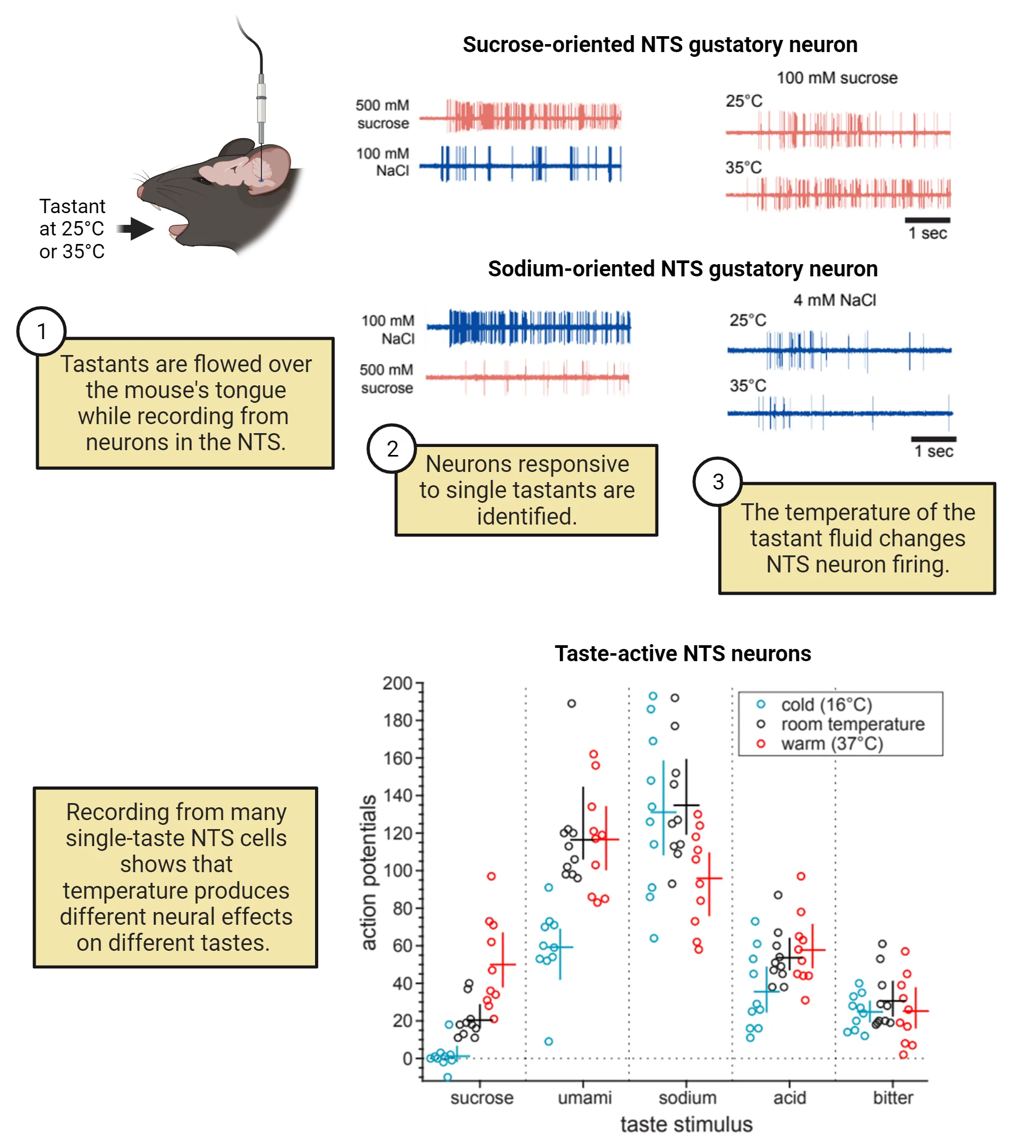 Top half of image shows the experiment design and basic outputs described in the main text. 1) Tastants are flowed over the mouse's tongue while recording fromneurons in the NTS. 2) Neurons responsive to single tastants are identified. Representative electrophysiological recordings are shown of NaCl and sucrose-responsive cells firing many action potentials in response to their preferred tastant. 3) Recordings are shown that reveal that the temperature of the tastant fluid changes NTS neuron firing. Bottom half of diagram is a graph with action potentials on the y-axis. Recording from many single-taste NTS cells shows that temperature produces different numbers of action potentials on different tastes.