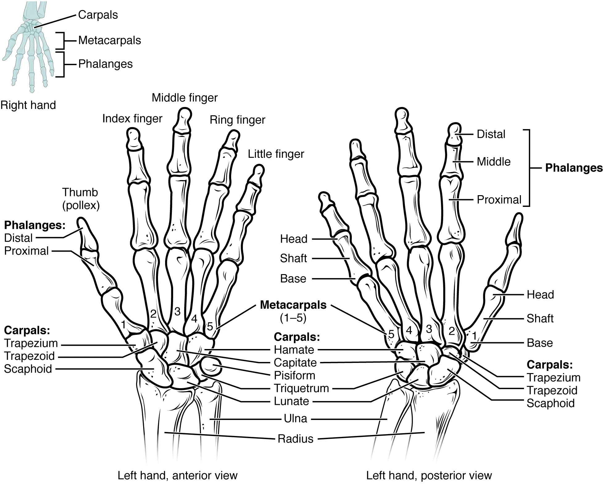 This figure shows the bones in the hand and wrist joints. The left panel shows the anterior view, and the right panel shows the posterior view.