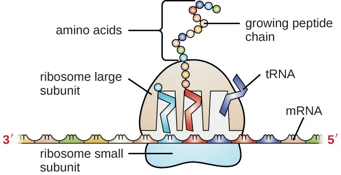 A diagram showing mRNA as a long strand with sets of 3 letters grouped; the left of the mRNA is labeled 3-prime, the right is labeled 5-prime. An oval labeled ribosome small subunit sits under the mRNA and spans 3 of the 3-letter groups. A larger dome (labeled ribosome large subunit) sits on top of the mRNA at this same region. The large subunit has 3 gaps where rectangles labeled tRNA sit. These rectangles each sit on a group of 3-letters on the mRNA at one end and contain an amino acid on the other end. The tRNA on the left has a single amino acid. The tRNA in the middle has a growing pepetide chain of many amino acids. The tRNA on the right as no amino acids and is leaving the ribosome.