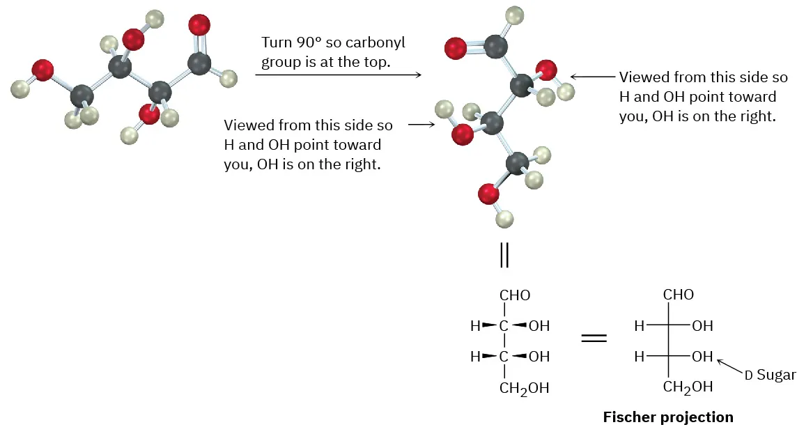 The steps to draw the Fischer projection of D-erythrose form its ball-and-stick model. The model undergoes 90 degree-rotation so that the carbonyl group is at the top.