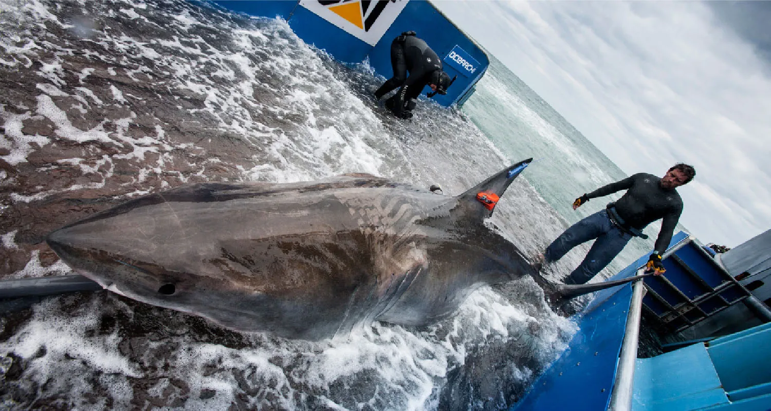 A shark floats on a net in a containment unit with two people in wet suits nearby. A tracking device is attached to the dorsal fin of the shark.