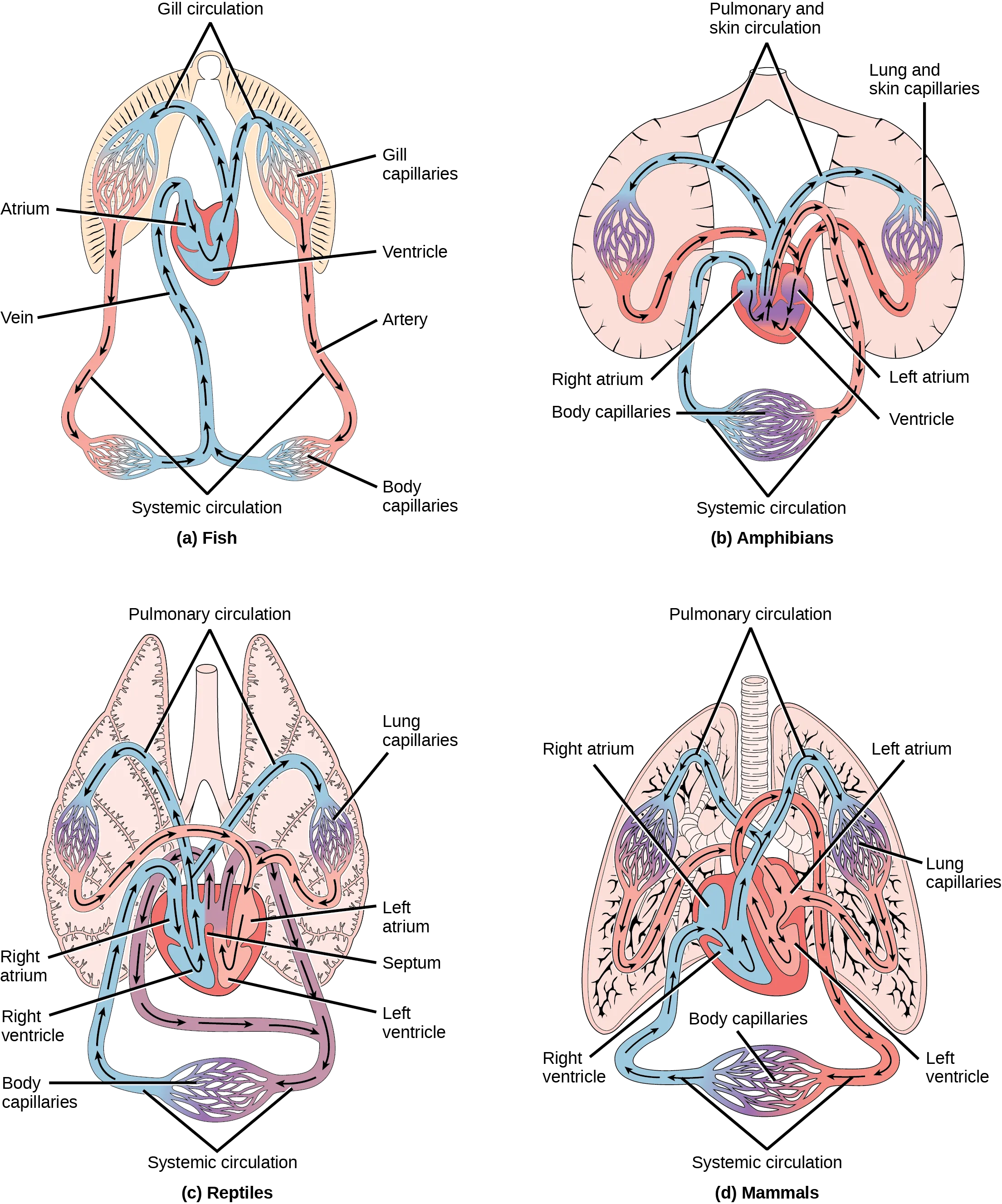 Illustration A shows the circulatory system of fish, which have a two-chambered heart with one atrium and one ventricle. Blood in systemic circulation flows from the body into the atrium, then into the ventricle. Blood exiting the heart enters gill circulation, where gases are exchanged by gill capillaries. From the gills blood re-enters systemic circulation, where gases in the body are exchanged by body capillaries. Illustration B shows the circulatory system of amphibians, which have a three-chambered heart with two atriums and one ventricle. Blood in systemic circulation enters the heart, flows into the right atrium, then into the ventricle. Blood leaving the ventricle enters pulmonary and skin circulation. Capillaries in the lung and skin exchange gases, oxygenating the blood. From the lungs and skin blood re-enters the heart through the left atrium. Blood flows into the ventricle, where it mixes with blood from systemic circulation. Blood leaves the ventricle and enters systemic circulation. Illustration C shows the circulatory system of reptiles, which have a three-chambered heart. While the right and left atrium are completely separated, there is only a partial septum separating the ventricles, and thus there is some mixing of blood between these chambers. Blood from systemic circulation enters the right atrium, then flows from the right ventricle and enters pulmonary circulation, where blood is oxygenated in the lungs. From the lungs blood travels back into the heart through the left atrium. Because the left and right atrium are not separated, some mixing of oxygenated and deoxygenated blood occurs. Blood is pumped into the left ventricle, then into the body. Illustration D shows the circulatory system of mammals, which have a four-chambered heart. Circulation is similar to that of reptiles, but the four chambers are completely separate from one another, which improves efficiency.