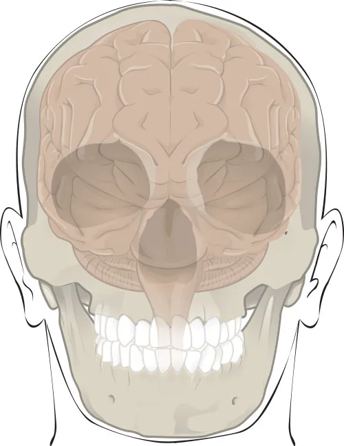 The image shows a front view of a human skull with the brain illustrated in semi-transparency from the cranial top, allowing a view of the brain's position within the skull. The facial bones and the teeth are also clearly depicted.