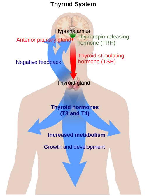 The hypothalamus secretes thyrotropin-releasing hormone, which causes the anterior pituitary gland to secrete thyroid-stimulating hormone. Thyroid-stimulating hormone causes the thyroid gland to secrete the thyroid hormones T3 and T4, which increase metabolism, resulting in growth and development. In a negative feedback loop, T3 and T4 inhibit hormone secretion by the hypothalamus and pituitary, terminating the signal.