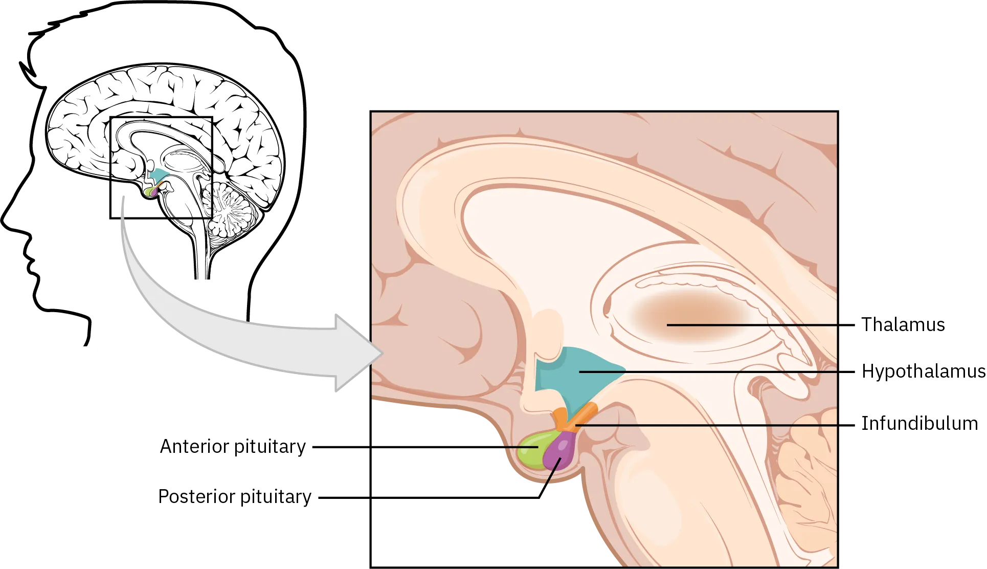 The hypothalamus-pituitary complex, located at the base of the brain and shown from a lateral view. The hypothalamus lies inferior and anterior to the thalamus, which is sits atop the brainstem. The hypothalamus connects to the pituitary gland by the stalk-like infundibulum. The pituitary gland looks like a sac containing two balls hanging from the infundibulum. The “balls” are the anterior and posterior lobes of the pituitary. Each lobe secretes different hormones in response to signals from the hypothalamus.