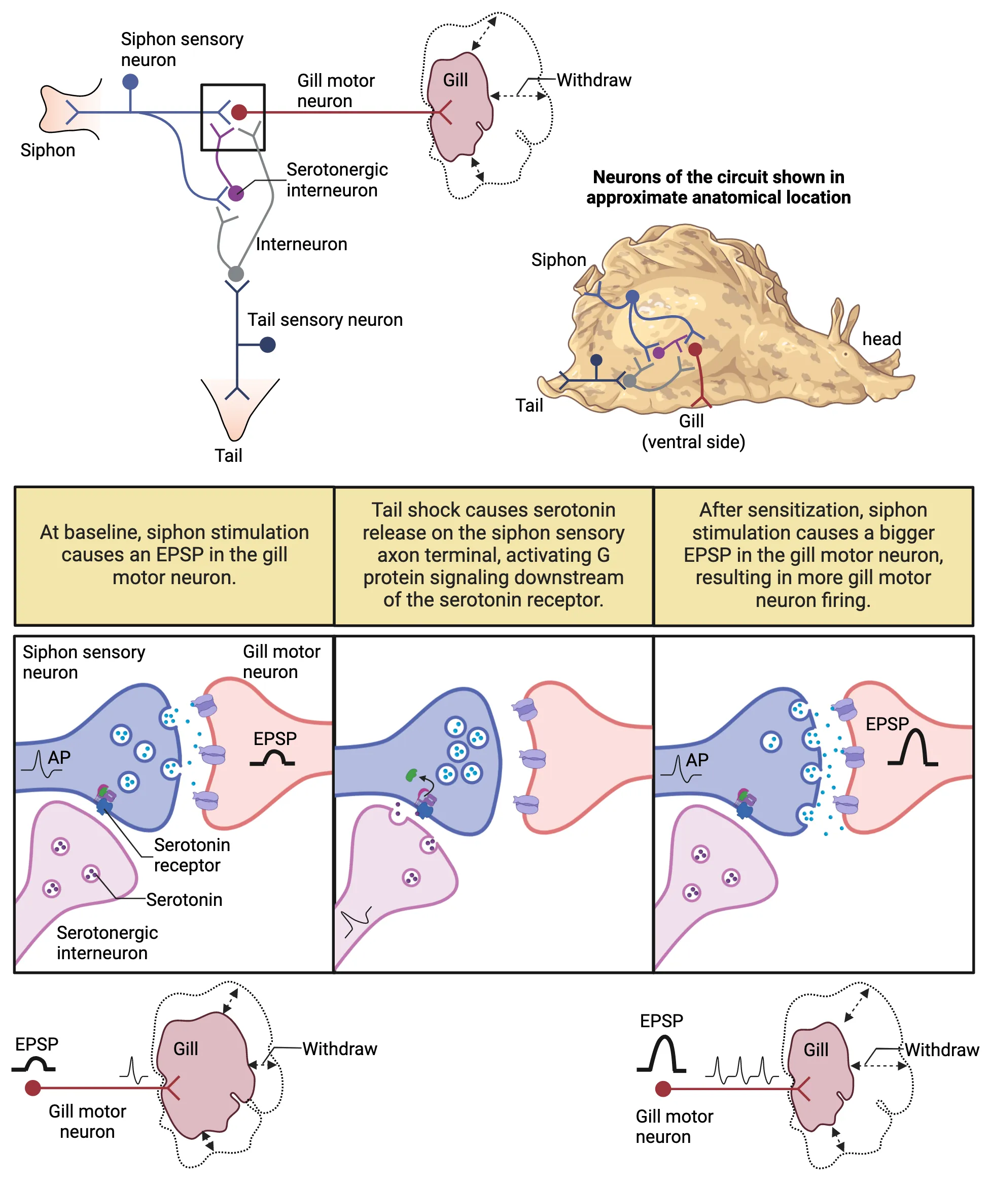 Top shows the basic neuronal connections for the sensitization circuit as described in the main text. A separate diagram also shows an aplysia with neuronal circuitry in anatomical position. Sensory neurons connect to siphon on the dorsal side and to tail on the posterior end. Gill is innervated by motor neuron on the ventral side. Bottom shows the steps of sensitization as described in the main text, focusing on the synapse of the siphon sensory neuron with gill motor neuron, including the serotonergic interneuron that synapses on the siphon sensory neuron presynaptic terminal. This synaptic level view is accompanied by a diagram showing how the before sensitization, a small EPSP in the motor neuron causes small gill contraction and after, a large EPSP causes a bigger gill contraction.
