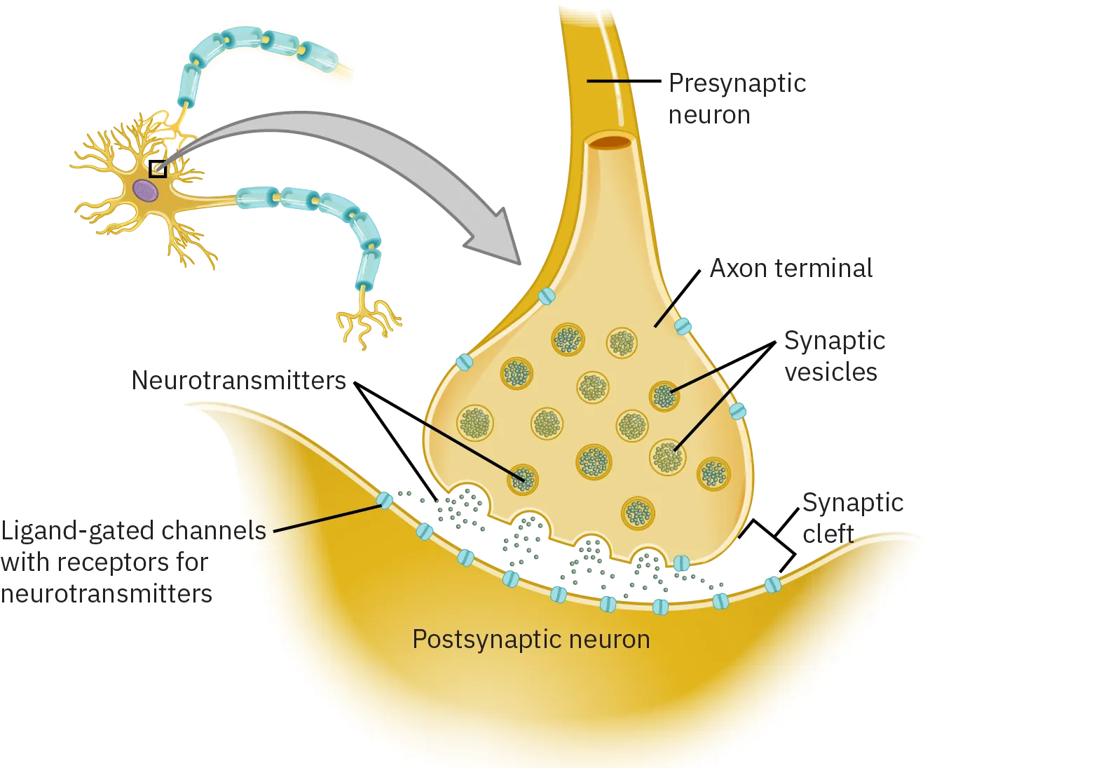A diagram of a synapse shows its three components. A narrow tube-like structure at the top is the presynaptic neuron. This contains the axon terminal, which is narrow at the top but gets wider at the bottom. The axon terminal contains neurotransmitters and synaptic vesicles. The synaptic cleft separates the presynaptic neuron from the postsynaptic neuron. The synaptic cleft also contains neurotransmitters. The top part of the postsynaptic neuron is lined with ligand-gated channels with receptors for neurotransmitters.