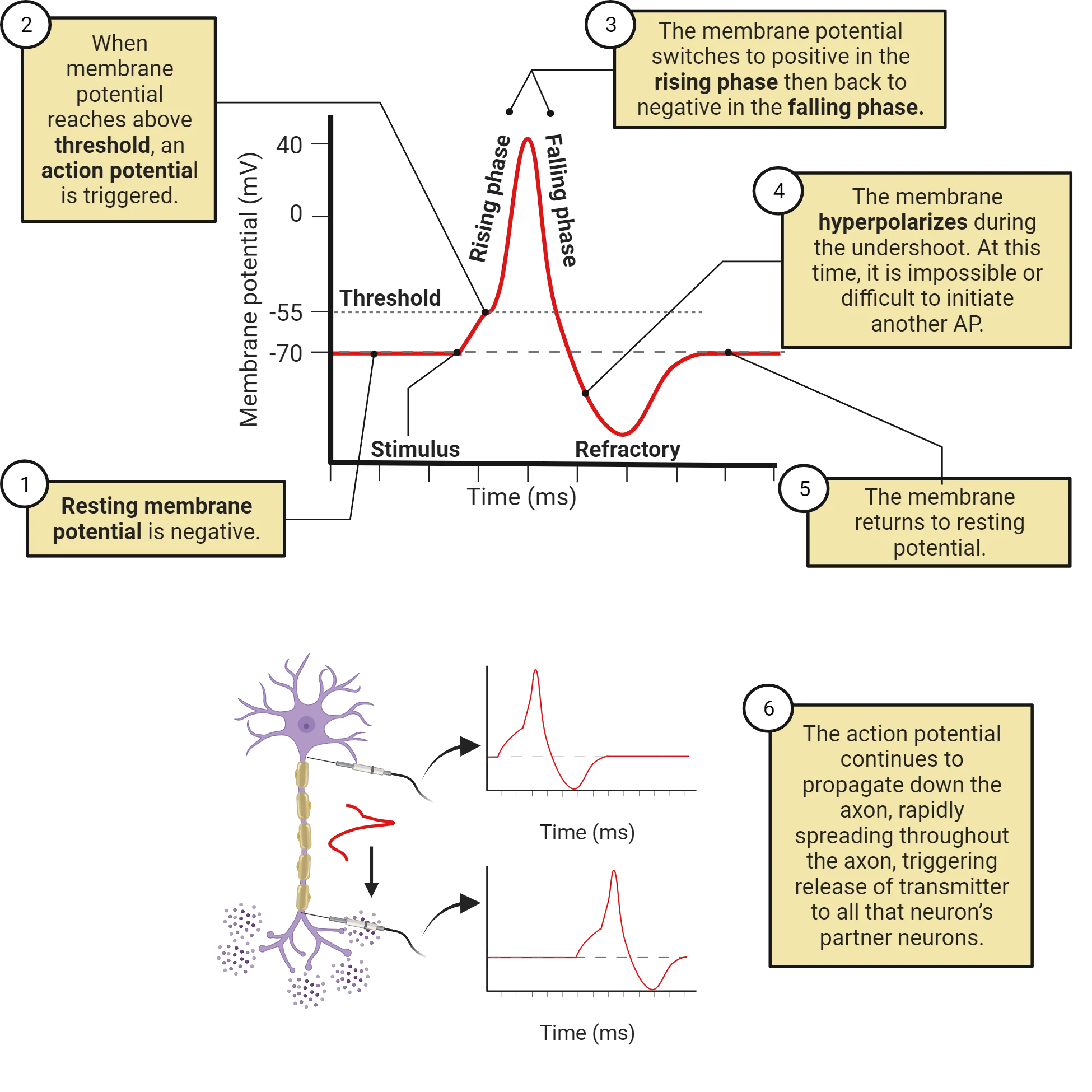 Top: Line graph of action potential phases; membrane potential (y-axis) and time (x-axis). Bottom: Left: diagram of a neuron with a recording electrode, action potential traveling down the axon. Right: line graphs of action potential over time, showing earlier appearance at axon hillock and later near terminals.