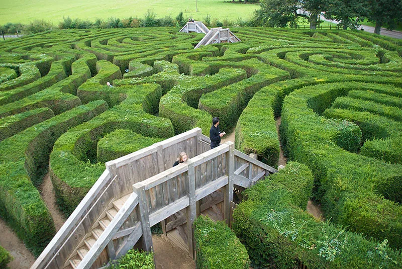 People walking through a maze of hedges.