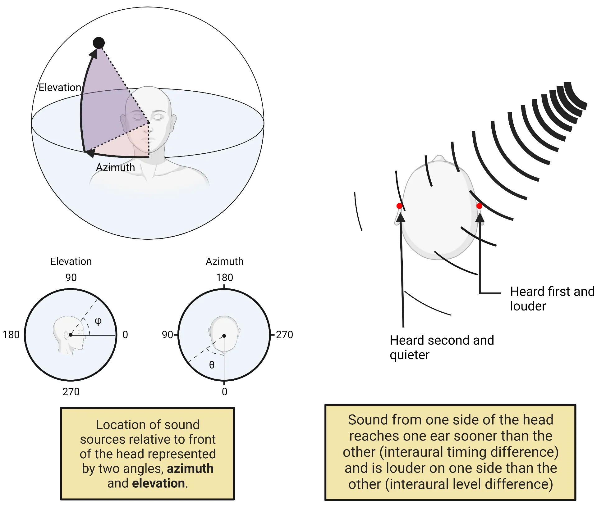 Left: Diagram of a human head in 3D pace, showing with lines the concept of elevation and azimuth. Right side has 2D representations of the 360 degrees present in each dimension. Right: Diagram of a sound wave represented as arcs passing by a human head at an angle, highlighting how sound reach one ear before the other. 