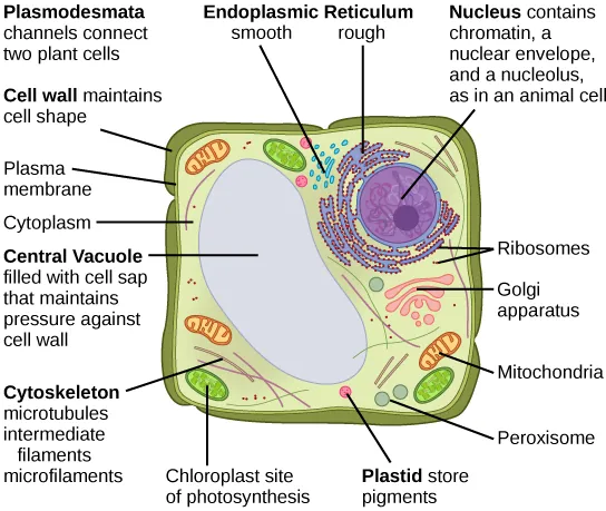 Part b: This illustration depicts a typical eukaryotic plant cell. The nucleus of a plant cell contains chromatin and a nucleolus, the same as an animal cell. Other structures that the plant cell has in common with the animal cell include rough and smooth endoplasmic reticulum, the Golgi apparatus, mitochondria, peroxisomes, and ribosomes. The fluid inside the plant cell is called the cytoplasm, just as it is in an animal cell. The plant cell has three of the four cytoskeletal components found in animal cells: microtubules, intermediate filaments, and microfilaments. Plant cells do not have centrosomes. Plant cells have four structures not found in animals cells: chloroplasts, plastids, a central vacuole, and a cell wall. Chloroplasts are responsible for photosynthesis; they have an outer membrane, an inner membrane, and stack of membranes inside the inner membrane. The central vacuole is a very large, fluid-filled structure that maintains pressure against the cell wall. Plastids store pigments. The cell wall is outside the cell membrane.