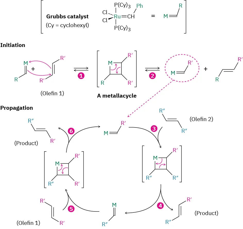 Initiation involves two steps and propagation involves four steps. Olefin reacts with Grubbs catalyst forming metallacycle. It further gives another catalyst form, that reacts with olefin 2 to form product.
