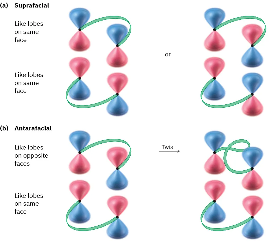 Orbital structures for suprafacial and antarafacial cycloaddition. Suprafacial occurs when lobes on each face match sign. Antarafacial (with twist) occurs when like there is a lobe mismatch.