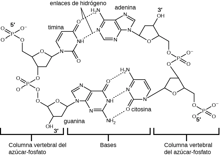 Se muestra una gran estructura de Lewis. La esquina superior izquierda de esta estructura, marcada como "5, primo", muestra un átomo de fósforo con un enlace simple a tres átomos de oxígeno, uno de los cuales tiene una carga negativa en superíndice, y un doble enlace con un cuarto átomo de oxígeno. Uno de los átomos de oxígeno con enlace simple está unido a la esquina izquierda de un anillo de cinco miembros con un átomo de oxígeno en su punto superior y que está unido a un átomo de oxígeno en la parte inferior izquierda. Este átomo de oxígeno está unido de forma simple a un átomo de fósforo que tiene un enlace simple con otros dos átomos de hidrógeno y un doble enlace con un cuarto átomo de oxígeno. El inferior izquierdo de estos átomos de oxígeno tiene un enlace simple con otro átomo de oxígeno que tiene un enlace simple con un anillo de cinco miembros con un oxígeno en el sitio de unión superior. La parte inferior izquierda de este anillo lleva unido un grupo hidroxilo, mientras que el carbono superior derecho tiene un enlace simple con un átomo de nitrógeno que forma parte de un anillo de cinco miembros, enlazado a otro de seis. Ambos anillos tienen puntos de insaturación y átomos de nitrógeno unidos en sus estructuras. En el lado derecho del anillo de seis miembros hay dos grupos aminos de enlace simple y un oxígeno de doble enlace. Tres líneas punteadas separadas se extienden desde estos sitios hasta los sitios correspondientes en un segundo anillo de seis miembros. Este anillo tiene puntos de insaturación y un átomo de nitrógeno en la posición de enlace inferior derecha que tiene un enlace simple con un anillo de cinco miembros en el lado derecho de la imagen. Este anillo está unido a un carbono a su vez unido con enlace simple a un oxígeno que a su vez tiene un enlace simple con un fósforo. El fósforo tiene un enlace simple con otros dos átomos de oxígeno y un doble enlace con un cuarto átomo de oxígeno. Este grupo está marcado como "5, primo". El anillo de cinco miembros también está enlazado en la parte superior a un oxígeno a su vez enlazado con un fósforo que tiene un enlace simple con otros dos átomos de oxígeno y un doble enlace con un cuarto átomo de oxígeno. El oxígeno superior izquierdo de este grupo tiene un enlace simple con un carbono que a su vez tiene un enlace simple con un anillo de cinco miembros con un oxígeno en la posición de enlace inferior. Este anillo tiene un grupo hidroxilo en su parte superior derecha que está marcado como "3, primo" y está enlazado por el lado izquierdo a un nitrógeno que es miembro de un anillo de cinco miembros. Este anillo está unido a un anillo de seis miembros y ambos tienen puntos de insaturación. Este anillo tiene un nitrógeno en el lado izquierdo, así como un grupo amina, que tienen dos líneas de puntos que van desde ellos a un oxígeno y un grupo amina en un anillo de seis miembros. Estas líneas punteadas se denominan "Enlaces de hidrógeno". El anillo de seis miembros también tiene un oxígeno de doble enlace en su lado inferior y un átomo de nitrógeno en su lado izquierdo que tiene un enlace simple con un anillo de cinco miembros. Este anillo se conecta a los dos grupos de fosfato mencionados al principio para formar un gran círculo. El nombre "guanina" está escrito en la parte inferior izquierda de esta imagen, mientras que el nombre "citosina" está escrito en la parte inferior derecha. El nombre "timina" está escrito encima de la parte derecha de la imagen y "adenina" está escrito en la parte superior derecha. Debajo de las imágenes se indican tres secciones en las que la izquierda está marcada como "Azúcar, guion, columna vertebral de fosfato", la del medio como "Bases" y la de la derecha como "Azúcar, guion, columna vertebral de fosfato".