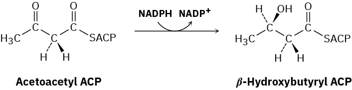 Acetoacetyl A C P reacts nicotinamide adenine dinucleotide phosphate hydride to form beta-hydroxybutyryl A C P and nicotinamide adenine dinucleotide phosphate cation.