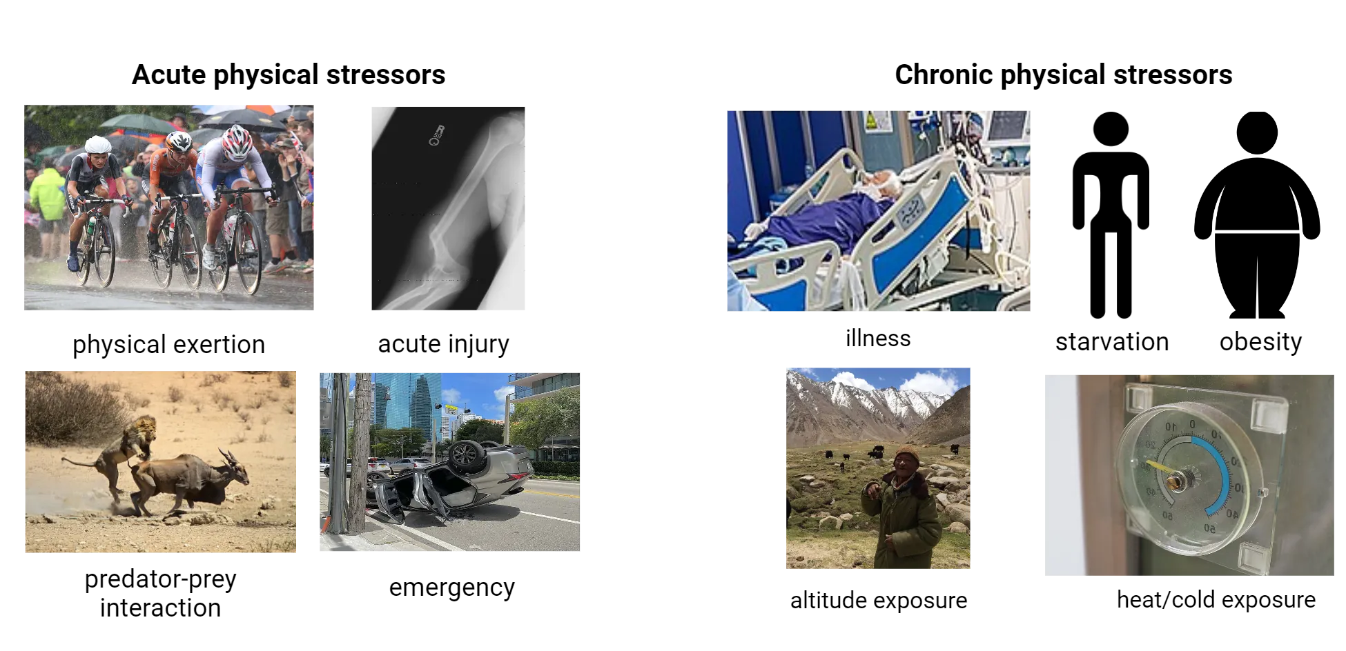 A collage of photos or cartoons to represent acute physical stressors (physical exertion, acute injury, predator-prey interaction, emergency) and chronic physical stressors (illness, starvation, obesity, altitude exposure, heat/cold exposure).