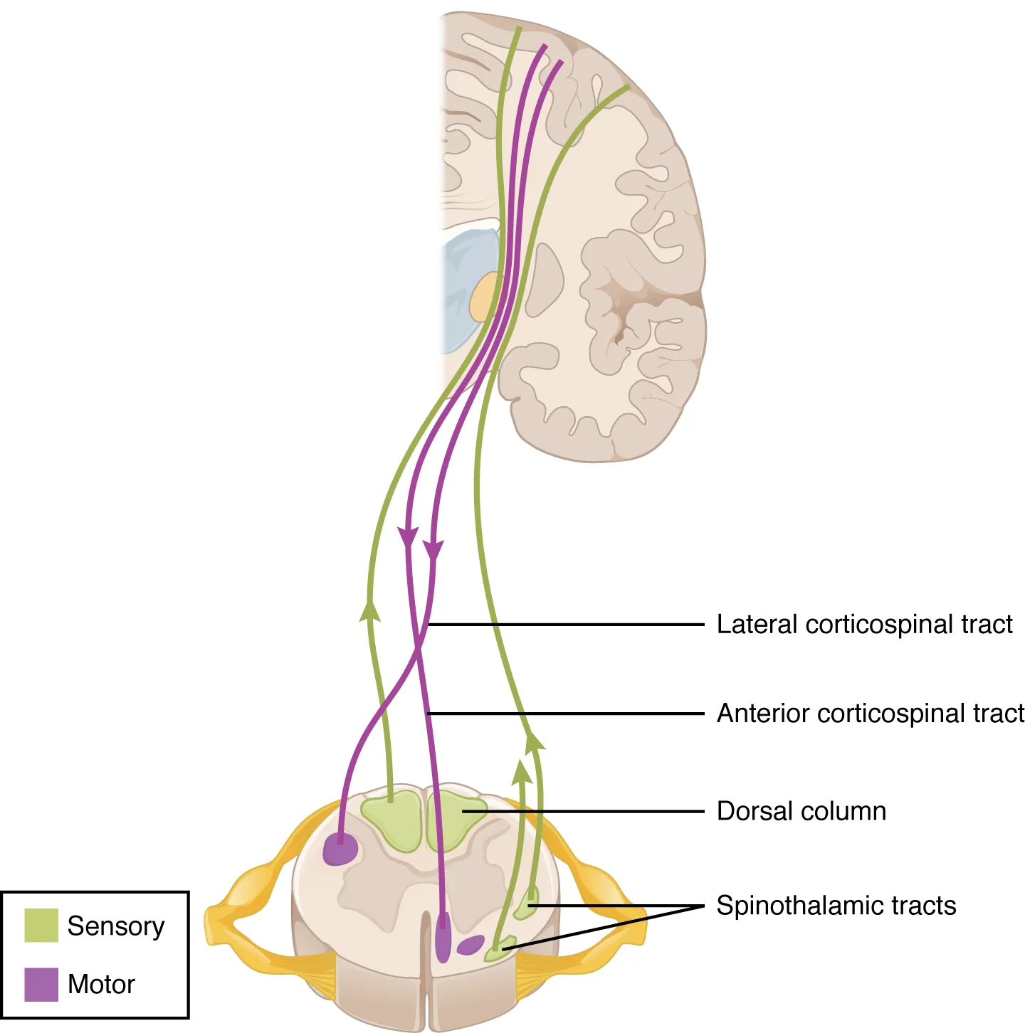 This image shows the spinal fiber tracts connecting the brain and the spinal cord.