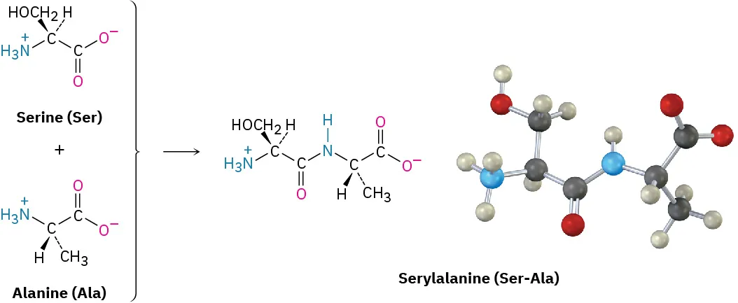 L-Serine (Ser) reacts with L-alanine (Ala) to form serylalanine (Ser-Ala). The figure also shows the ball-and-stick model of serylalanine (Ser-Ala).