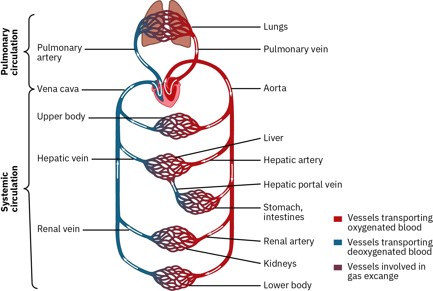 A diagram shows how oxygenated and deoxygenated blood flows through the major organs in the body. Deoxygenated blood leaves the major organs through the renal, hepatic, and upper veins into the vena cava in the heart. Deoxygenated blood then flows through the pulmonary artery into the lungs, where it becomes oxygenated. Blood moves through the pulmonary vein into the heart. Oxygenated blood flows out through the aorta to the systems of the body through the hepatic and renal arteries. From here, blood flows back into the veins, and the process begins again.