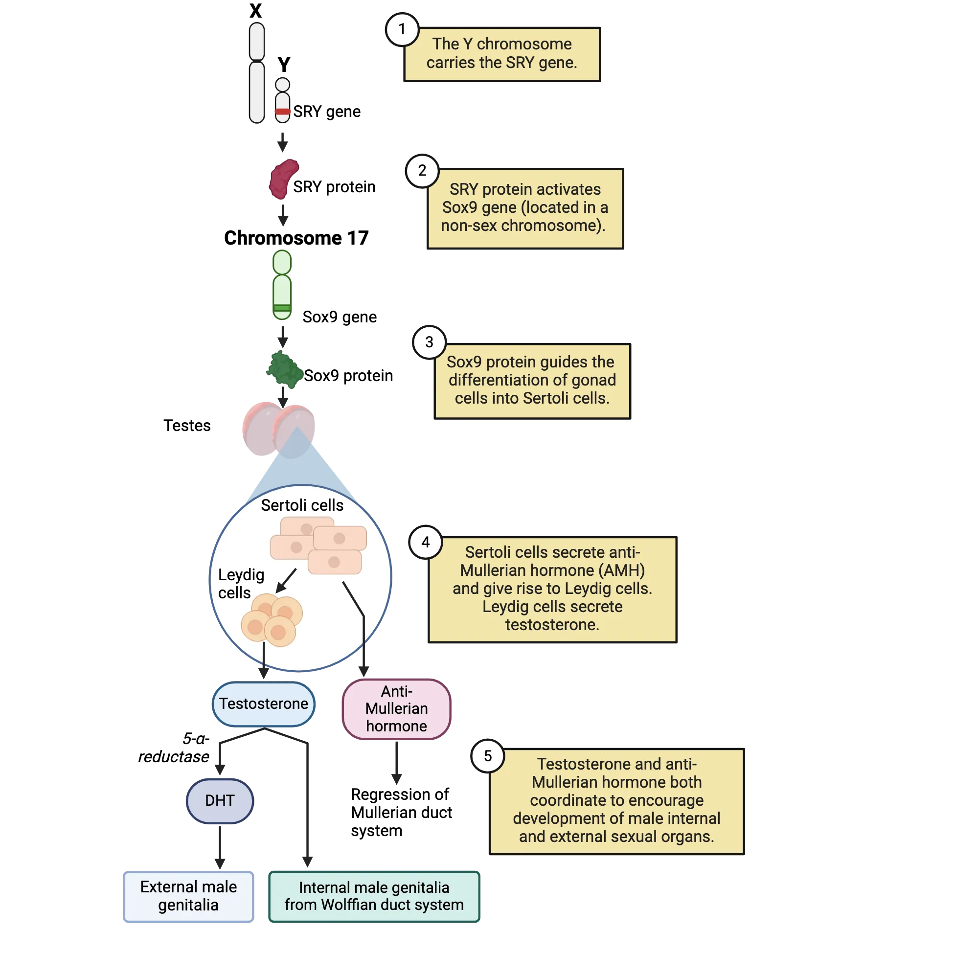 Diagram of sexual differentiation of gonads. 1) The Y chromosome carries that SRY gene. 2) SRY protein activates Sox9 gene (located in a non-sex chromosome). 3) Sox9 protein guides the differentiation of gonad cells into Sertoli cells. 4) Sertoli cells secrete anti-Mullerian hormone (AMH) and give rise to Leydig cells. Leydig cells secrete testosterone. 5) Testosterone and anti-Mullerian hormone both coordinate to encourage development of male internal and external sexual organs.