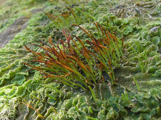 The base of the hornwort plant, called the thallus, has a wrinkled, leaf-like appearance. The sporophytes, a cluster of slender green stalks with brown tips, grow from this wrinkled mass.