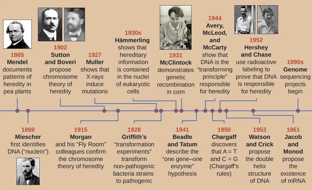 A timeline. 1865: Mendel documents patters of heredity in pea plants. 1869L Miescher first identifies DNA (“nuclein”). 1902: Sutton and Boveri propose chromosome theory of heredity. 1915: Morgan and his “Fly Room” colleagues confirm the chromosome theory of heredity. 1927: Muller shows that X-rays induce mutation. 1928: Griffith’s “transformation experiments” transform non-pathogenic bacterial strains to pathogenic. 1930’s: Mammerling shows that hereditary information is contained in the nuclei of eukaryotic cells. 1930: McClintock demonstrates genetic recombination in corn. 1941: Beadle and Tatum describe the “one gen-one enzyme” hypothesis. 1944: Avery, McLeod, and McCarty show that DNA is the “transforming principle” responsible for heredity. 1950: Chargaff discovers that A=T and C=G (Chargaff’s rules). 1952: Hershey and Chase use radioactive labeling to prove that DNA is responsible for heredity. 1953: Watson and Crick propose the double helix structure of DNA. 1961: Jacob and Monod propose the existence of mRNA. 1990’s: Genome sequence projects begin.