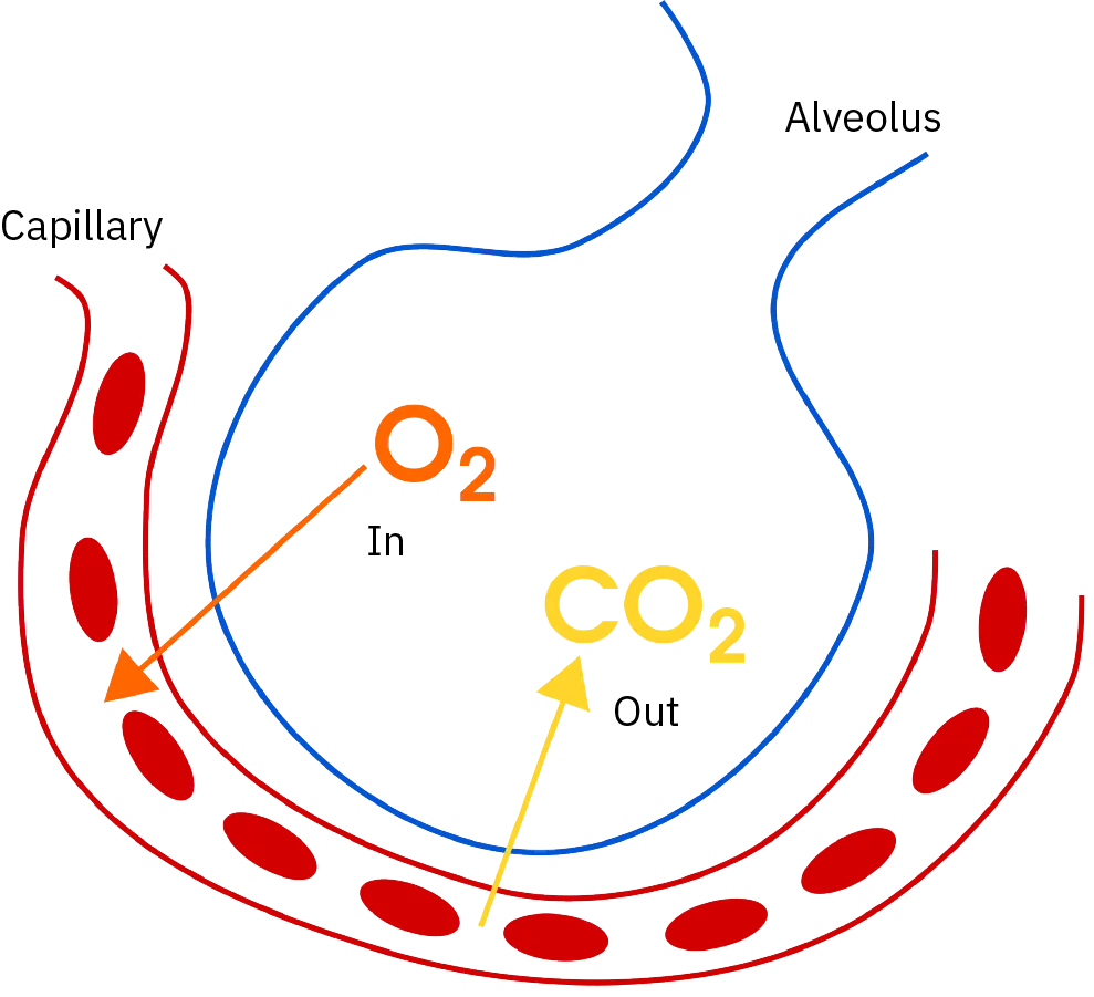 A diagram shows how gas exchange occurs. Blood travels in a capillary around an alveolus. Oxygen moves from the alveolus into the blood. Carbon dioxide moves from the blood into the alveolus.